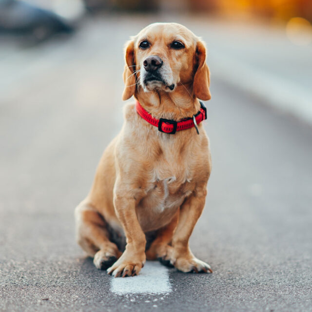 Animali abbandonati e assembramenti di randagi