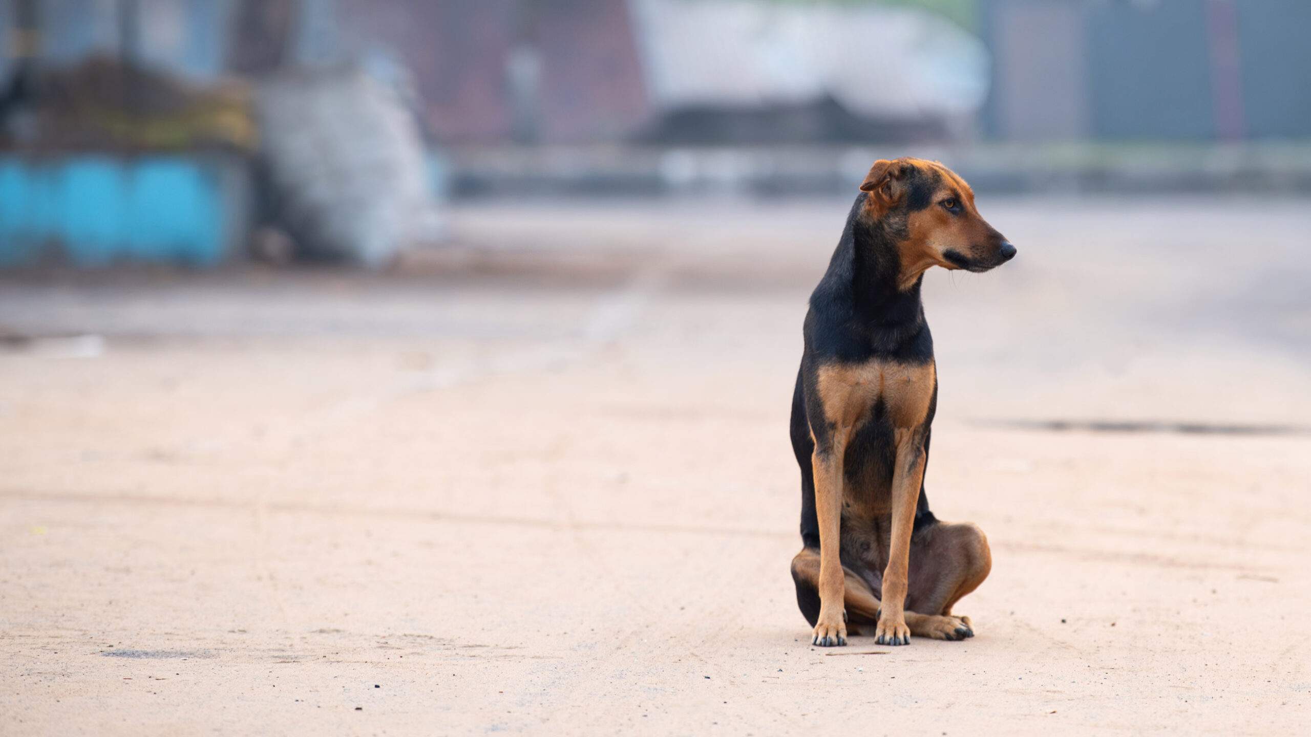 img Segnala. Partecipa. Migliora. large